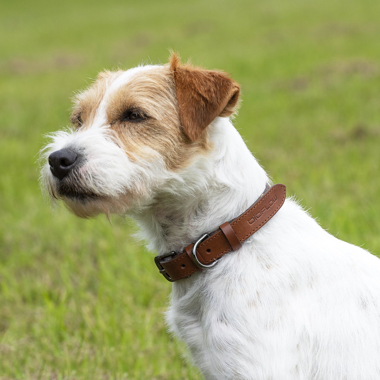 Magnetic Dog Collar Tan Leather