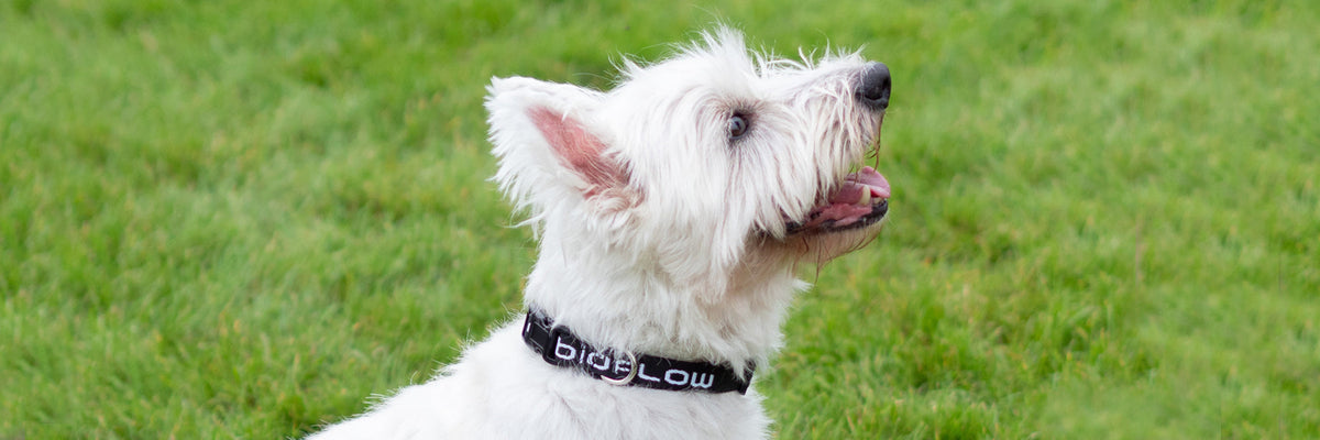 The Science Behind Magnetic Therapy For Dogs