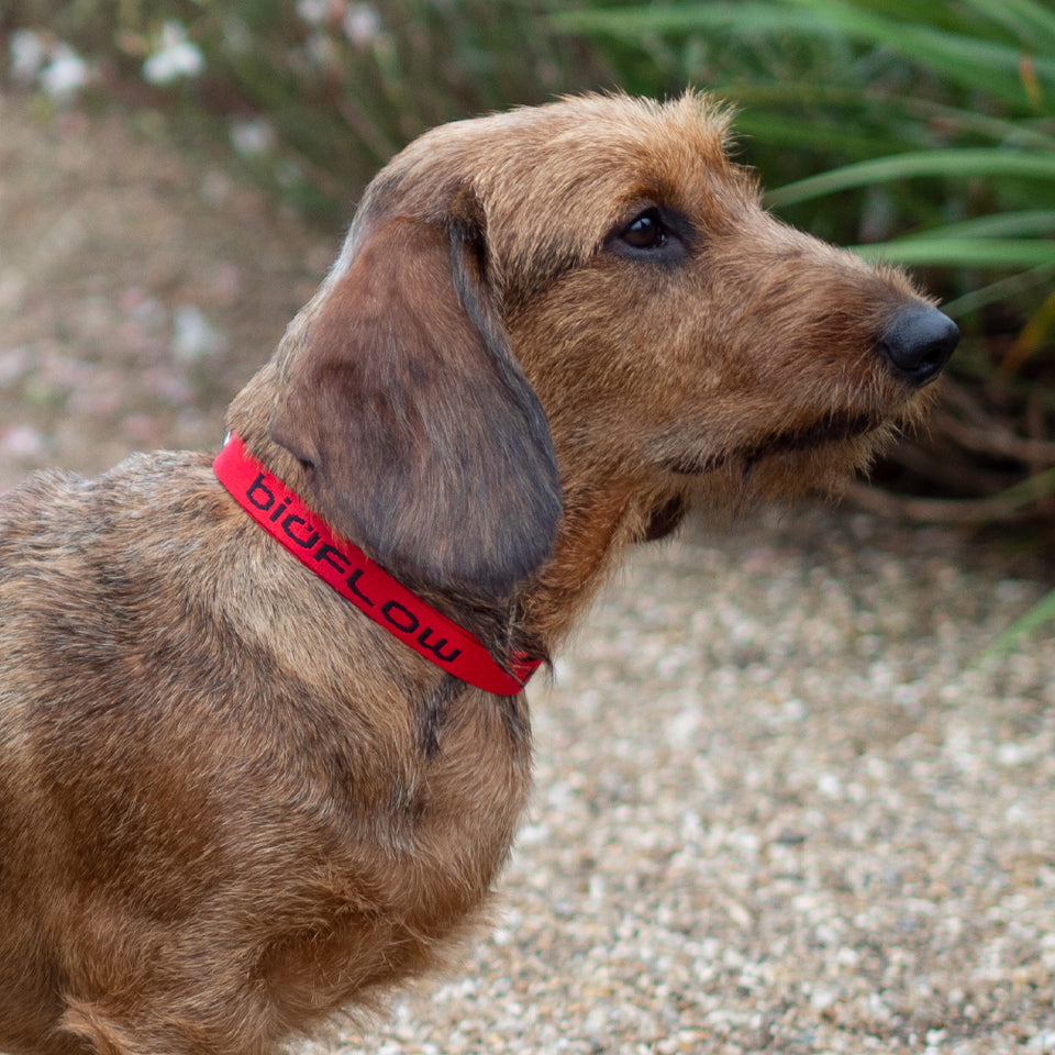 Biofloe How Long Does A Bioflow Dog Collar Last at Hazel Anderson blog
