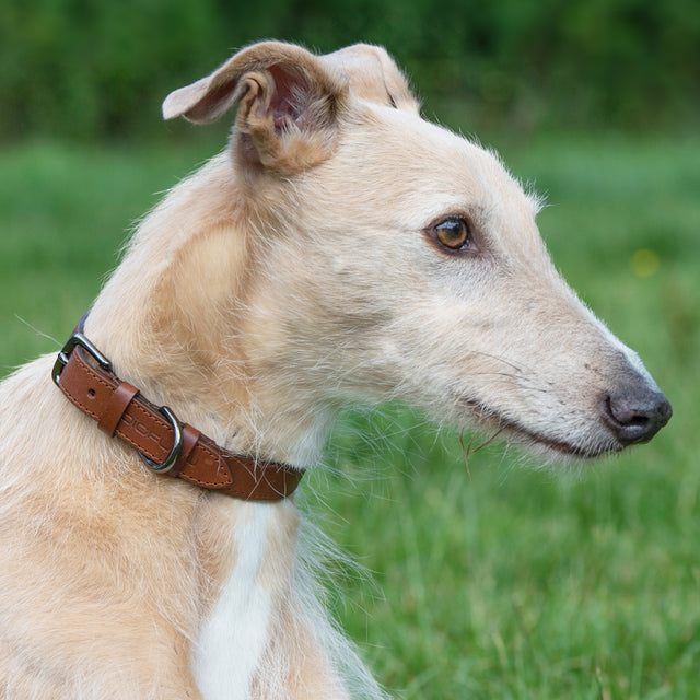 Magnetic Dog Collar Tan Leather