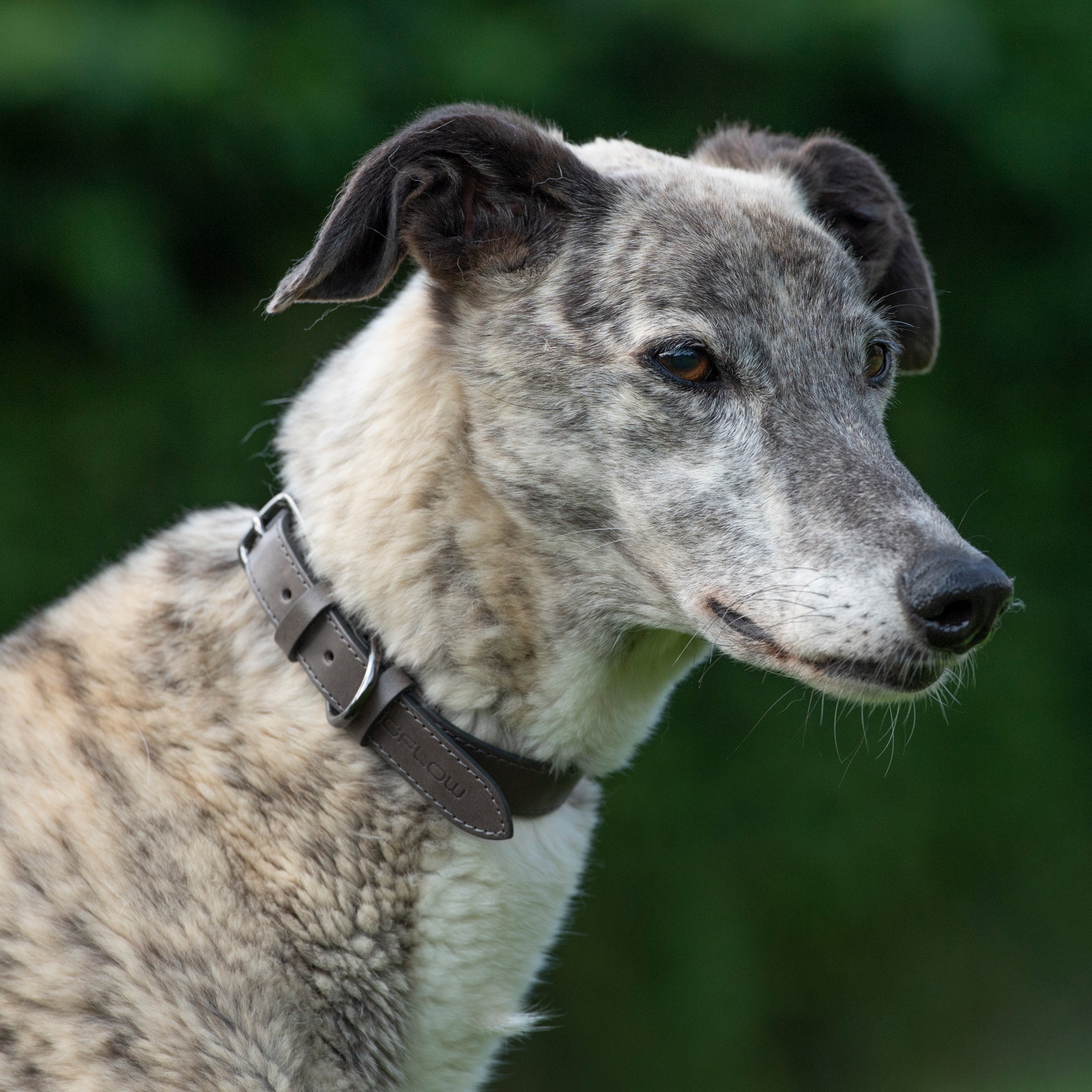 Bioflow Gold How Long Does A Bioflow Dog Collar Last at Hazel Anderson blog