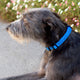 Bioflow Magnetic Dog Collar Blue