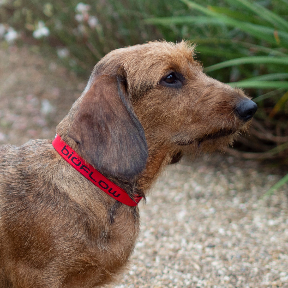 Magnetic Therapy Dog Collars | Bioflow – Bioflow UK
